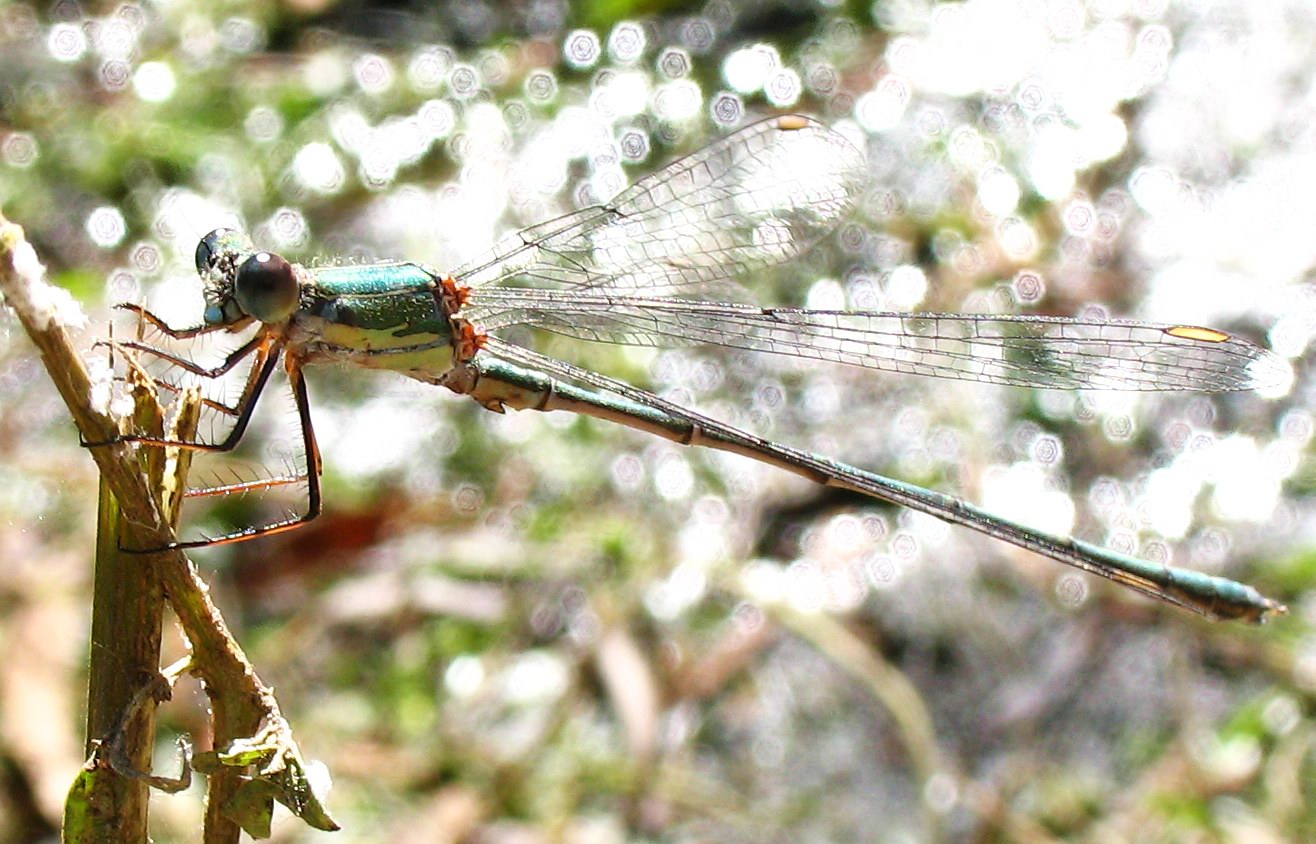 Lestes viridis (? credo...)